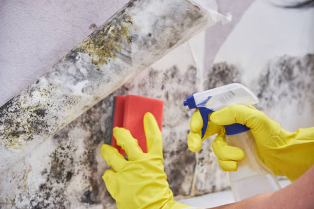 Why You Should Choose Our Mold Remediation Services in Sayre, PA